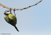 Blue tit (Parus caeruleus) at Kerkini lake