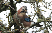 Jay (Garrulus glandarius) at Parnitha mountain