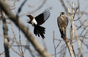 Peregrine falcon (Falco peregrinus)