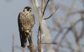 Peregrine falcon (Falco peregrinus)