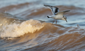 Little gull (Larus minutus) at Oropos lagoon