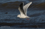 Little gull (Larus minutus) at Oropos lagoon