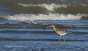 Curlew (Numenius arquata) at Oropos laggon