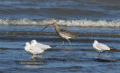Curlew (Numenius arquata) at Oropos laggon