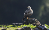 Long legged buzzard (Buteo rufinus) at Attica region