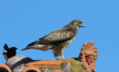 Buzzard (Buteo buteo) at Attica region