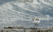 Kentish plover (Charadrius alexandrinus) at Oropos lagoon