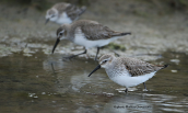 Dunlins (Calidris alpina) at Oropos lagoon