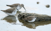 Little stint (Calidris minuta) at Oropos lagoon