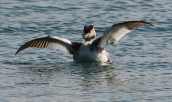 Great crested grebe (Podiceps cristatus)