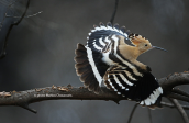 Hoopoe (Upupa epops) at Attica
