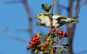 Wood warbler (Phylloscopus sibilatrix) at Parnitha mountain