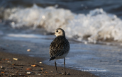Grey plover (Pluvialis squatarola) at Oropos lagoon