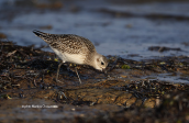 Grey plover (Pluvialis squatarola) at Oropos lagoon