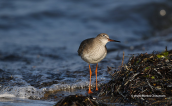 Redshank (Tringa totanus) at Oropos lagoon