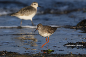 Redshank (Tringa totanus) at Oropos lagoon
