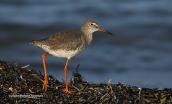 Redshank (Tringa totanus) at Oropos lagoon