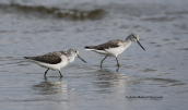 Greenshanks (Tringa nebularia) at Oropos lagoon
