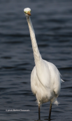 Great white egret (Egretta alba) at Oropos lagoon