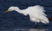 Great white egret (Egretta alba) at Oropos lagoon