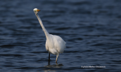 Great white egret (Egretta alba) at Oropos lagoon