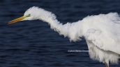 Great white egret (Egretta alba) at Oropos lagoon