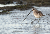 Grey plover (Pluvialis squatarola) at Nea Artaki lagoon