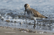 Dunlin (Calidris alpina) at Oropos lagoon