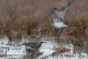 Curlews (Numenius arquata) at Oropos lagoon