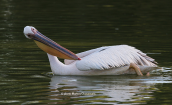White pelicans at Tritsis park at the city of Athens
