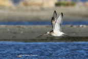 Bar-tailed Godwit (Limosa lapponica) at Oropos lagoon