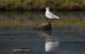 Mediterranean Gull (Larus melanocephalus)