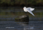 Mediterranean Gull (Larus melanocephalus)