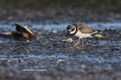 Ringed plover (Charadrius hiaticula) at Oropos lagoon