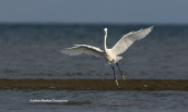 Little egret (Egretta garzetta) at Oropos lagoon