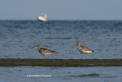 Curlews (Numenius arquata) at Oropos lagoon
