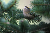 Goldcrest (Regulus regulus) at Parnitha mountain