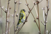 Siskin (Carduelis spinus) at Parnitha mountain