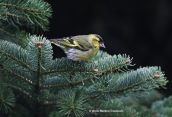 Siskin (Carduelis spinus) at Parnitha mountain