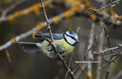 Blue tit (Parus caeruleus) at Parnitha mountain