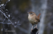 Eurasian Wren (Troglodytes troglodytes) at Parnitha mountain