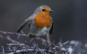 Robin (Erithacus rubecula) at Parnitha mountain