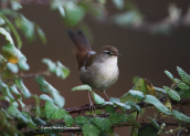Cetti's Warbler (Cettia cetti)
