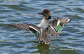Teal (Anas crecca)