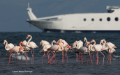 Greater flamingos (Phoenicopterus ruber) at Oropos lagoon