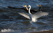 Little egret (Egretta garzetta) at Oropos lagoon