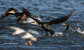 Cormorants (Phalacrocorax carbo) at Oropos lagoon