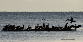Cormorants (Phalacrocorax carbo) at Oropos lagoon