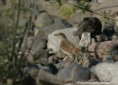 Nightingale