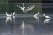 Great white egret (Egretta alba) and little egrets (Egretta garzetta) at Oropos lagoon